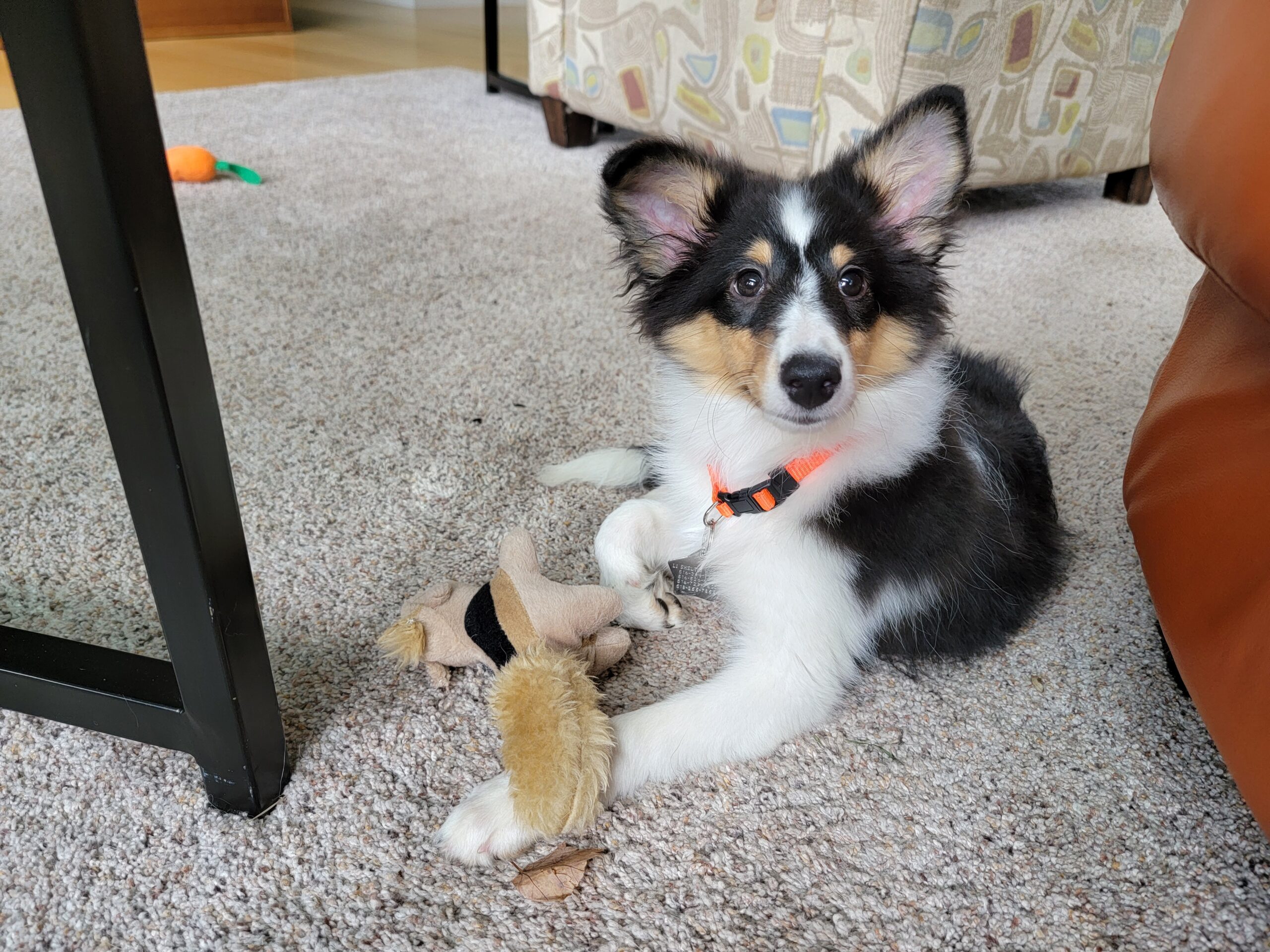 Sheltie Papillon Mix